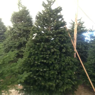 Nordmann Fir