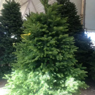 Noble Fir from Oregon