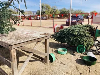 Rick’s Christmas Trees