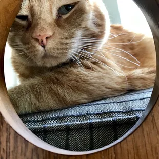 a cat in a round hole