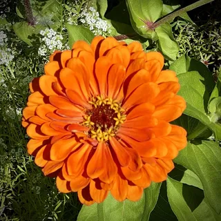 Debbie C.