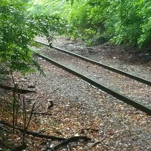a train track in the woods