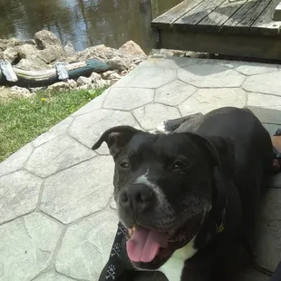 Dog friendly patio outside 3