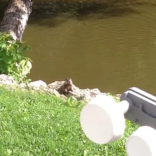 Our woodchuck friend!