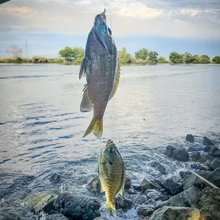 Bluegills