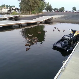 Family of Ducks where you Launch