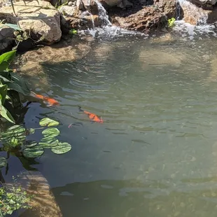 My pond bucks installed