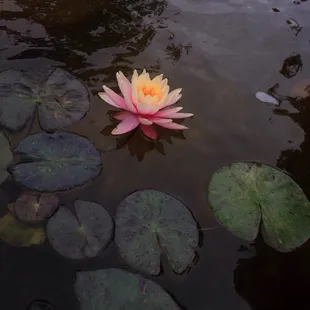 They have beautiful plants for your pond, too!
