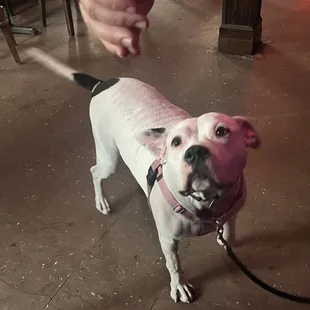 a dog with a pink collar