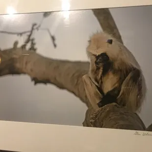 A juicy stress MonkEe