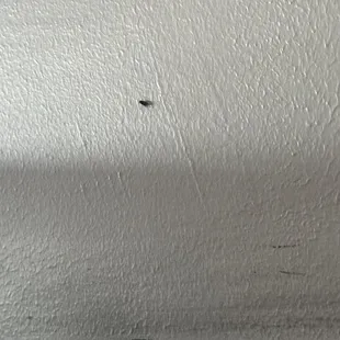 Other little fruit fly....there was about 6-8 all around
