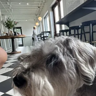 Doggie friendly won me over