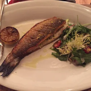 Mediterranean Sea Bass