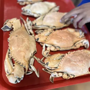 a person holding a tray of cooked crabs