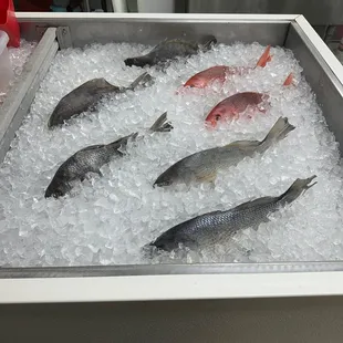 Fresh on ice Fish