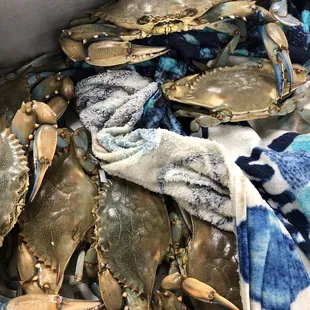 blue crabs in a box