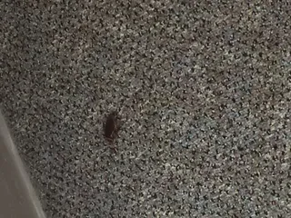 Holiday Inn Express Guesthouse