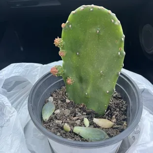Cactus plant