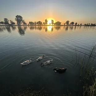 The 4 ducks that I think were dumped