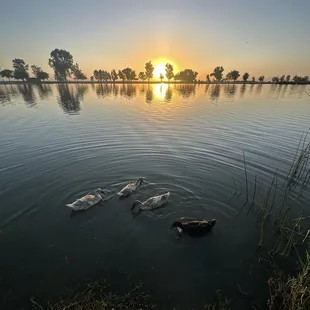 The 4 ducks that I think were dumped