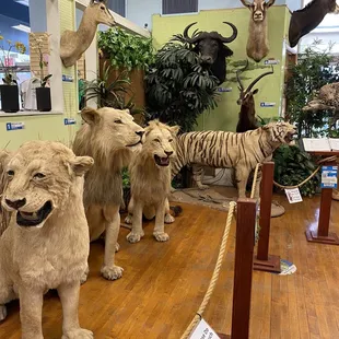 Animal displays