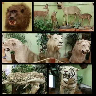 Little adventure time with the babe African animals local animal fossils from bako and surrounding cities