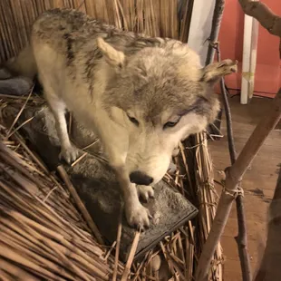 Native American area ! Wolf