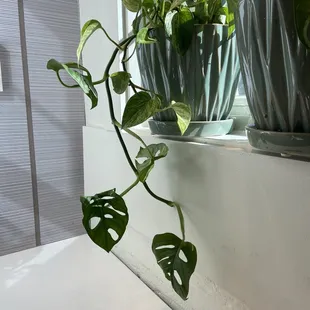 Pretty plants by the window