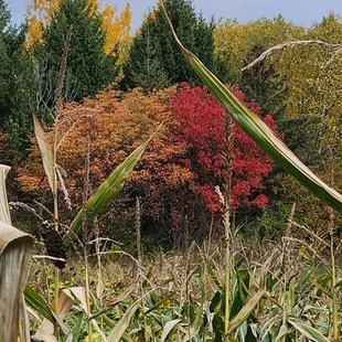 Beautiful colors in the trees through the corn maze