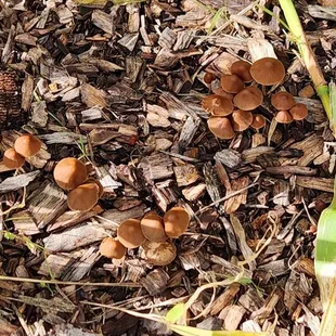 Found mushrooms!