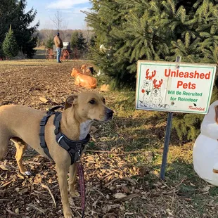 Pups on a leash are welcome to join the fun!