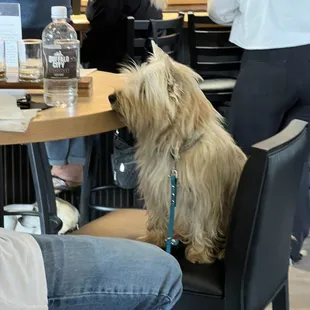 Waiting patiently! Woof