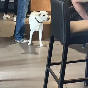 Dog friendly!