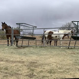 Some of the horses