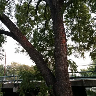 Pecan Tree
