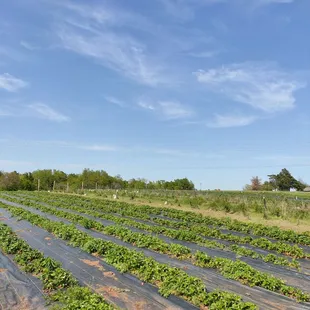 a field of strawberries