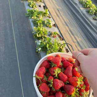 Farm fresh strawberries!