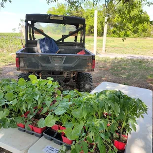 Small veggie plants for sale
