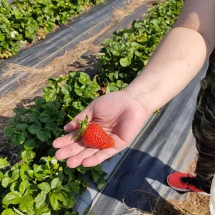 a hand holding a strawberry