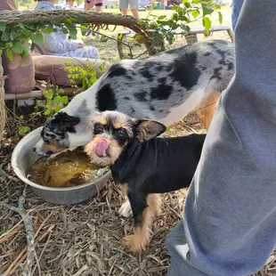 Princes and her cutie buddy