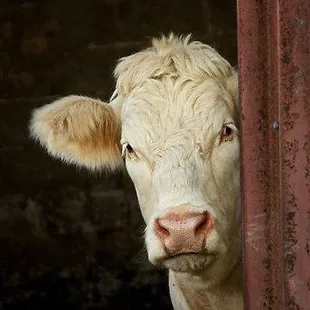 Every barn needs a cow.