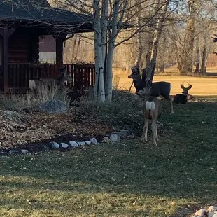 Deer in the yard at breakfast time. Mating season, kinda entertaining watching the young bucks doing their &quot;I&apos;m the man&quot; dance. I get it.