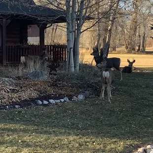 Deer on the lawn at daybreak
