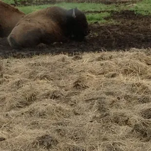 two buffalos laying in a pile of hay