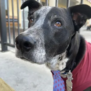 Dog friendly patio at Buffalo Run