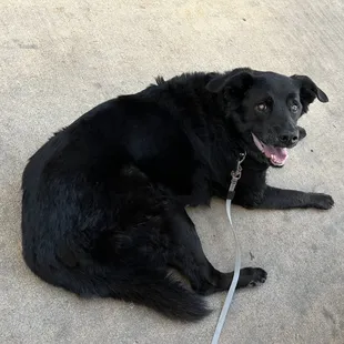 Liberty on the dog friendly patio!
