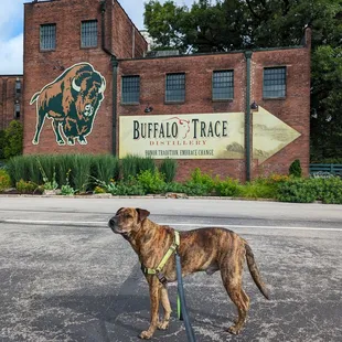 Only distillery with dog friendly tour, free tour, and free tasting!!