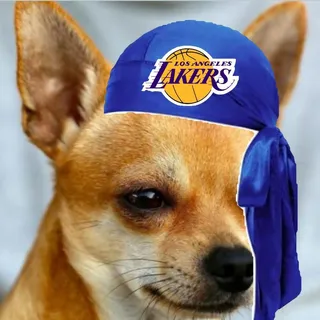 Usman's Chihuahua U.