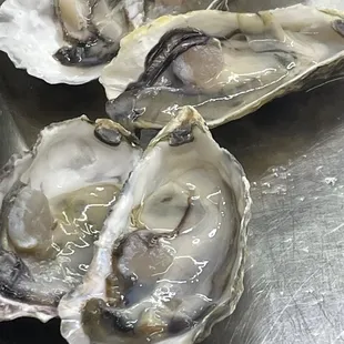 Oysters