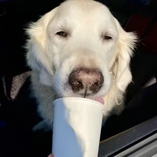 Our pup enjoying his Doggiccino (free with purchase!)